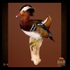 ducks-taxidermy-014
