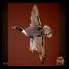 ducks-taxidermy-015