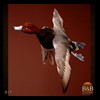 ducks-taxidermy-017