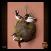 ducks-taxidermy-022