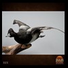 ducks-taxidermy-025