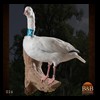 ducks-taxidermy-026