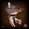 ducks-taxidermy-032