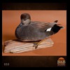 ducks-taxidermy-033