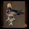ducks-taxidermy-034