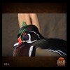 ducks-taxidermy-035