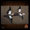 ducks-taxidermy-036