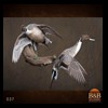 ducks-taxidermy-037