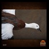 ducks-taxidermy-039