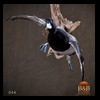 ducks-taxidermy-044