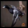 ducks-taxidermy-045