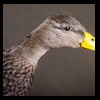 ducks-taxidermy-046