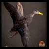 ducks-taxidermy-047