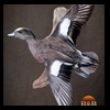 ducks-taxidermy-048