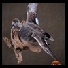 ducks-taxidermy-052