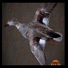 ducks-taxidermy-053