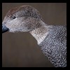 ducks-taxidermy-054