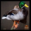 ducks-taxidermy-055