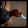 ducks-taxidermy-056