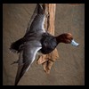 ducks-taxidermy-057