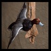 ducks-taxidermy-058