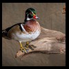 ducks-taxidermy-059