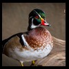 ducks-taxidermy-060