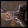 ducks-taxidermy-062