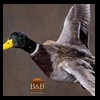 ducks-taxidermy-063
