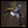 ducks-taxidermy-064