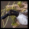 ducks-taxidermy-065