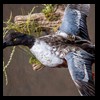 ducks-taxidermy-066