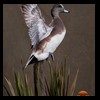 ducks-taxidermy-068