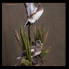 ducks-taxidermy-069