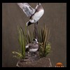 ducks-taxidermy-070