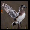 ducks-taxidermy-073