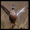 ducks-taxidermy-077