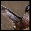 ducks-taxidermy-078