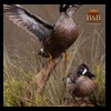 ducks-taxidermy-079