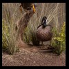 ducks-taxidermy-080
