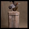 ducks-taxidermy-082