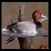 ducks-taxidermy-084