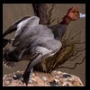 ducks-taxidermy-085