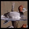 ducks-taxidermy-087
