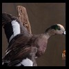 ducks-taxidermy-090