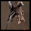 ducks-taxidermy-092