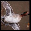 ducks-taxidermy-101