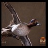 ducks-taxidermy-103