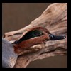 ducks-taxidermy-105