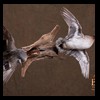 ducks-taxidermy-106